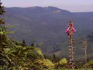 Vue &agrave; aprtir du rocher de Mutzig en Alsace