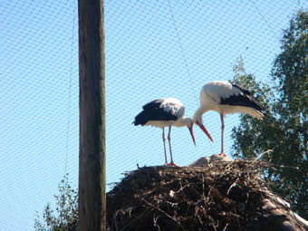 Cigognes en cage à Turckeim