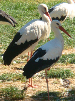 couple de cigognes en Alsace
