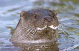 La loutre d'Europe en Alsace