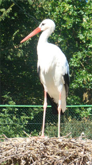 Une cigogne en Alsace