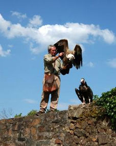 Aigles du château de Kintzheim avec leur dresseur