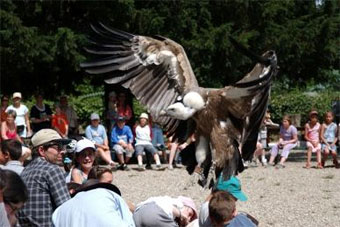 Spectacle à la volerie des aigles de Kintzheim