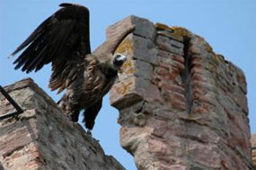 Aigle sur un mur du château de Kintzheim