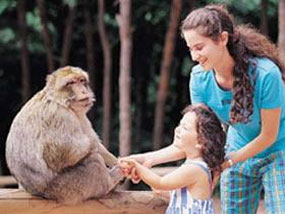 Repas des singes