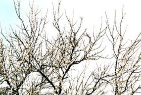 Arbres gelés en hiver