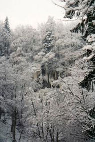 Forêt d'Alsace en hiver