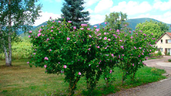 Location, Bas-Rhin, Vosges, gîtes près d'Obernai