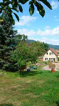 Ferienhaus im Elsass und Schmetterlingsbaum
