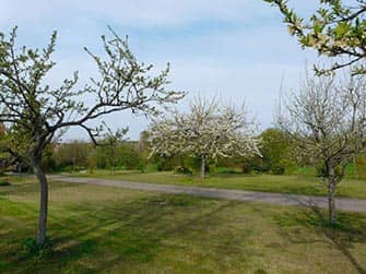 Der Obstgarten-Ferienhaus Elisa im Elsass