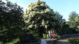 Kastanienbaum bei Ferienhaus Elisa