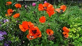 Mohnblumen bei Ferienhaus Elisa im Elsass