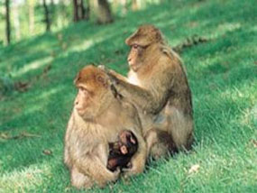 Couple de singes