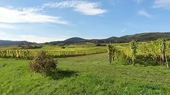 Les vignobles d'Alsace