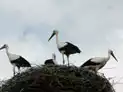 Les Parcs à cigognes en Alsace
