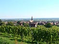 La route des vins d'Alsace