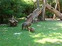 La Montagne des Singes et la Volerie des Aigles à Kintzheim